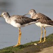 Greater Yellowlegs